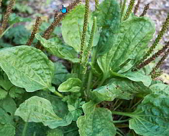 Broadleaf Plantain Weed