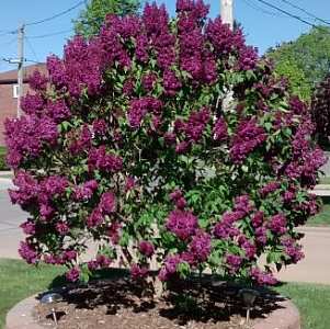 Lialac tree