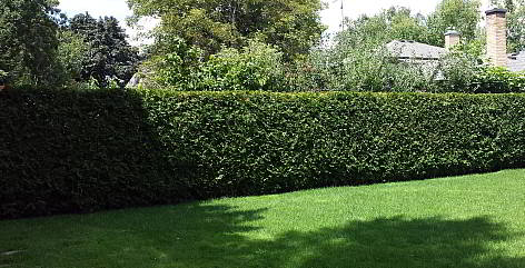 Long cedar hedge well trimmed