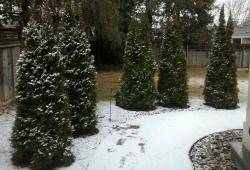 Mature cedars side by side