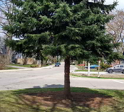 Spruce tree branch removal