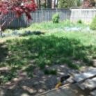 badly weeded lawn