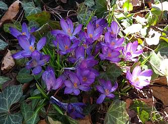 spring Crocus flowers