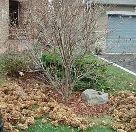 cropped hydrangea tree trim