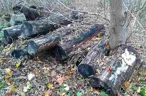 big logs are junk to remove