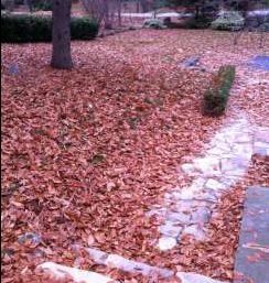 Beech leaves, last leaves to fall on front lawn. Beech leaves, last leaves to fall on front lawn.