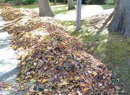 Fall leaves blown & dragged to the roadside by tarps waiting for the scheduled City trucks to vacuum them Fall leaves blown & dragged to the roadside by tarps waiting for the scheduled City trucks to vacuum them