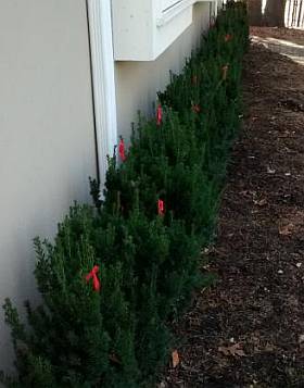 Yews planted too close to house