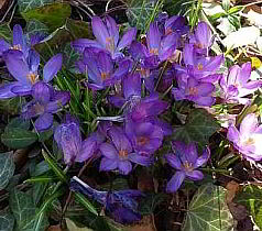 crocus flower in the spring