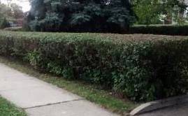Old Privas blocking view of young school age pedestrians on sidewalk