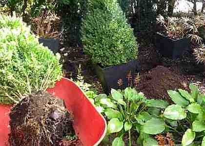 Transplanting plants and shrubs in the fall is a good time. In this image, they are coming out of pool side summer pots back into the ground till spring. Transplanting plants and shrubs in the fall is a good time. In this image, they are coming out of pool side summer pots back into the ground till spring.