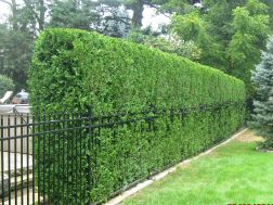 Experienced Professional Shrub and Hedge Trimming with an 