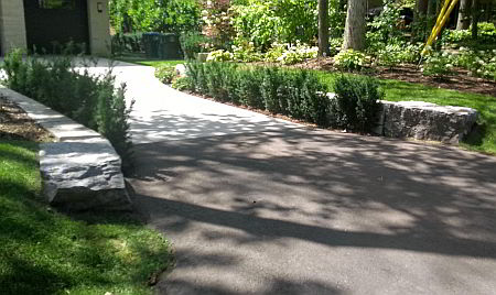 Yews planted beside Driveway